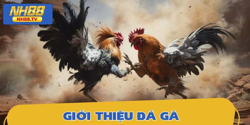 Tổng quan về sảnh đá gà trực tuyến được đông đảo hội viên hâm mộ
