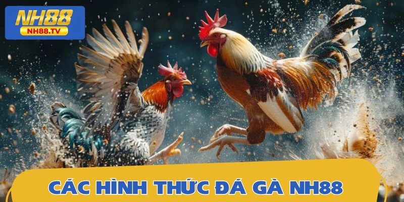 Những mô hình đá gà trực tuyến cực kỳ lôi cuốn hiện có